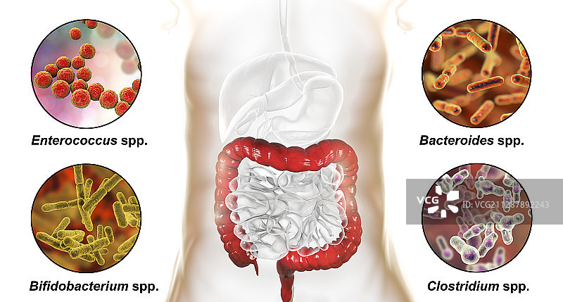 人体大肠中的细菌，图示图片素材