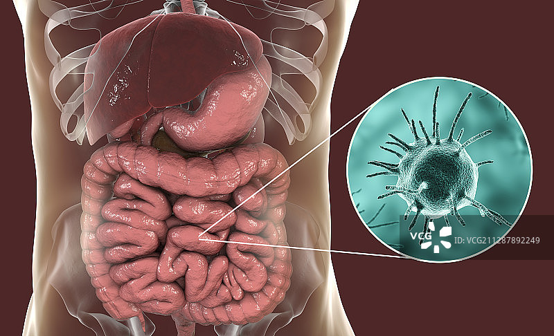 人体肠道中的寄生微生物插图图片素材