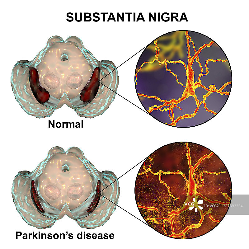 黑质和多巴胺能神经元插图图片素材