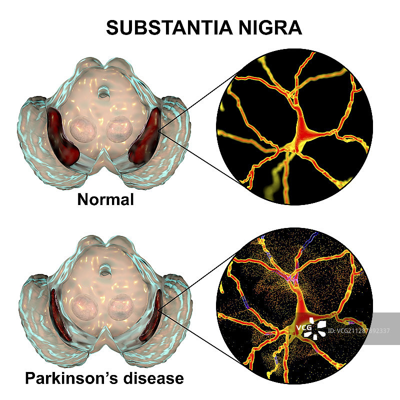 黑质和多巴胺能神经元插图图片素材
