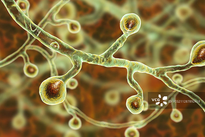 芽生菌真菌插图图片素材