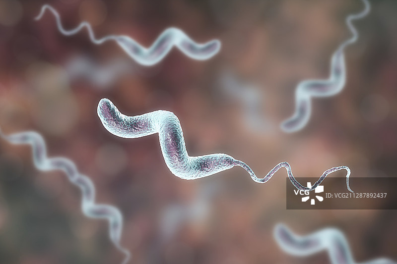 弯曲杆菌细菌，图示图片素材