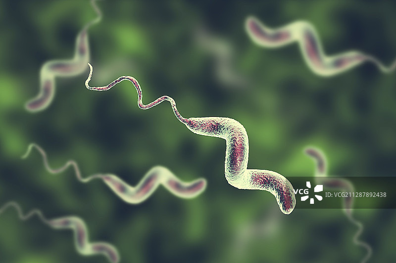 弯曲杆菌细菌，图示图片素材