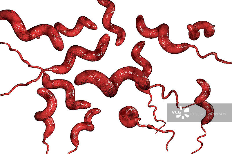 弯曲杆菌细菌，图示图片素材