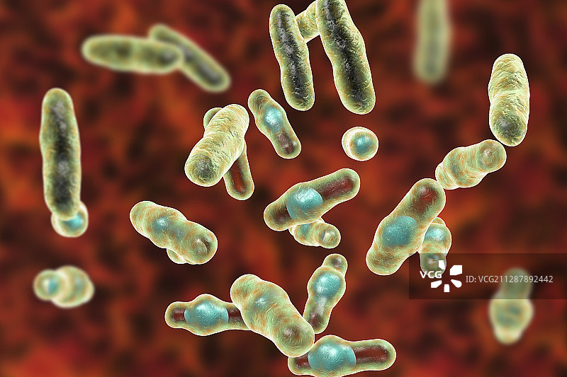产气荚膜梭菌细菌插图图片素材