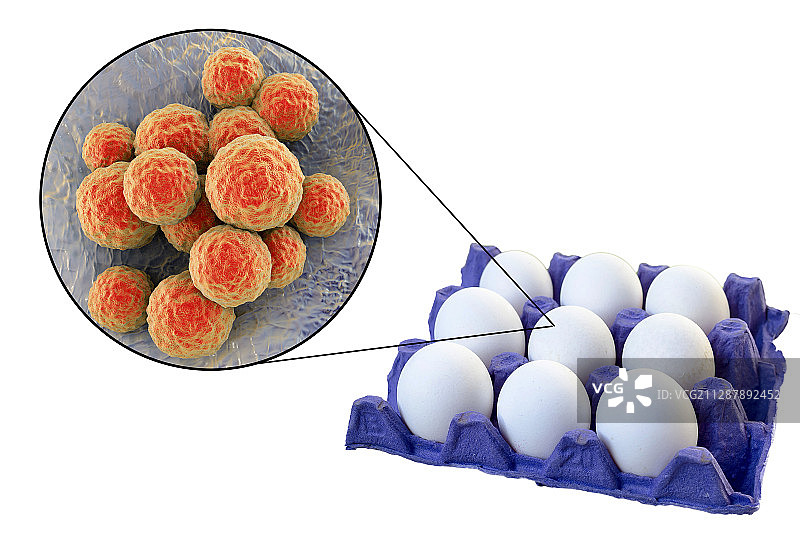 鸡蛋食物中毒概念图图片素材