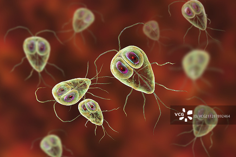 兰伯氏贾第鞭毛虫寄生虫示意图图片素材