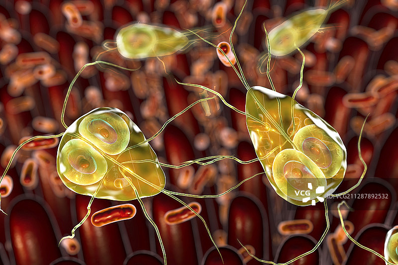 十二指肠中的兰氏贾第鞭毛虫寄生虫插图图片素材