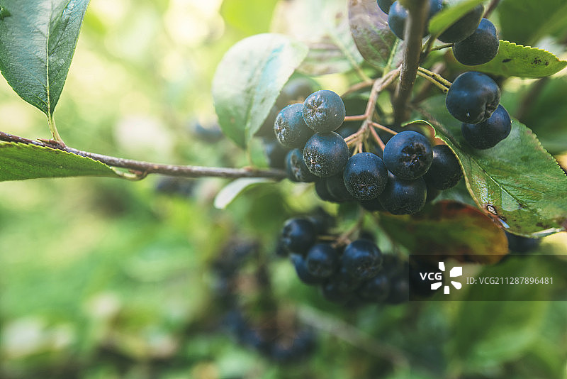 枝头上的成熟黑果腺肋花楸浆果图片素材