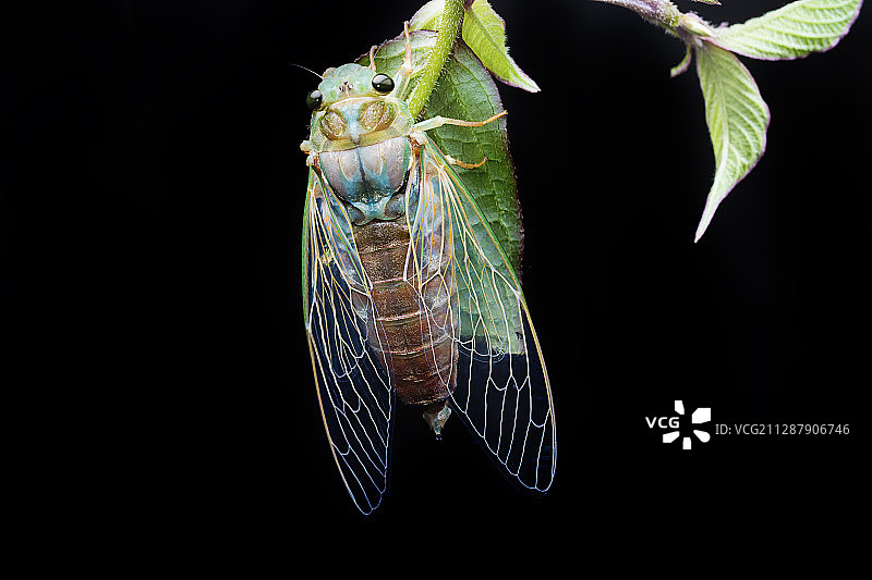 知了 蝉图片素材