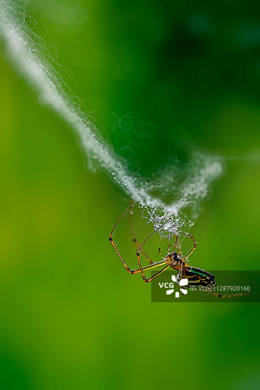 蜘蛛侠图片素材