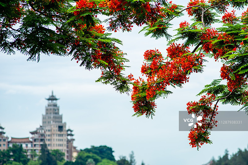 凤凰木是厦门市市树，集美学村周围，凤凰花正开在盛开图片素材