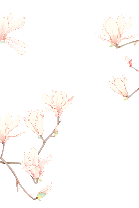 玉兰花图片素材