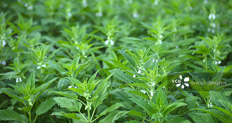 夏天开始开花结果的芝麻图片素材