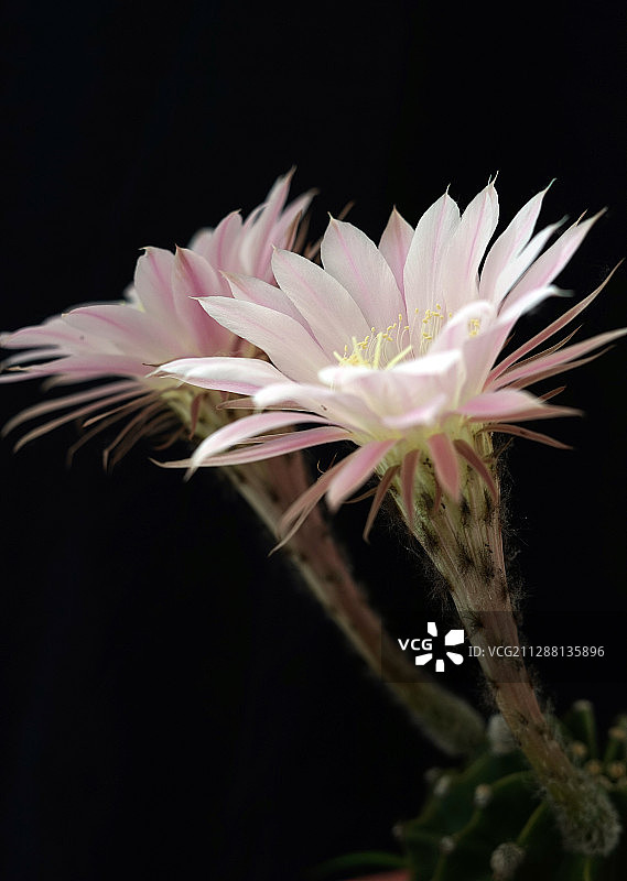 美丽双生图片素材