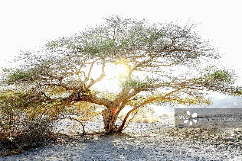 伞刺相思树图片素材