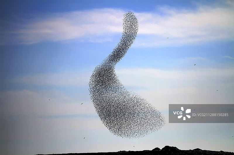 欧椋鸟群聚集图片素材