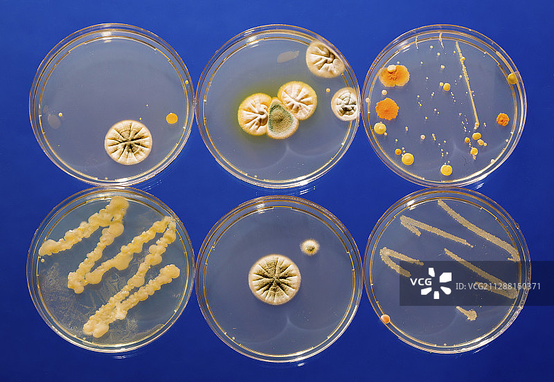 培养皿中生长的微生物图片素材