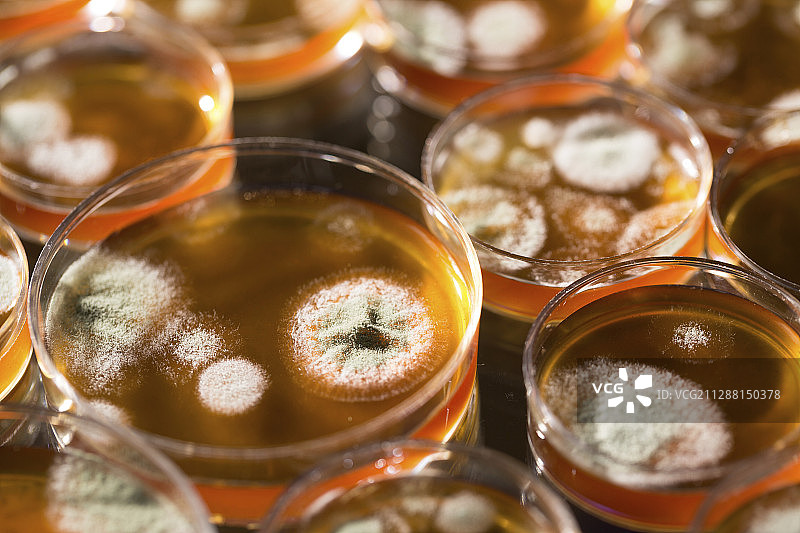 培养皿中生长的微生物图片素材