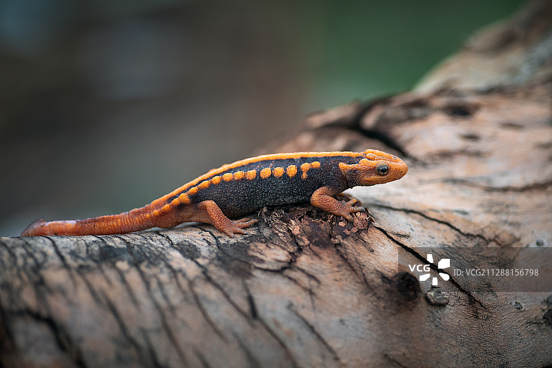 红瘰疣螈图片素材