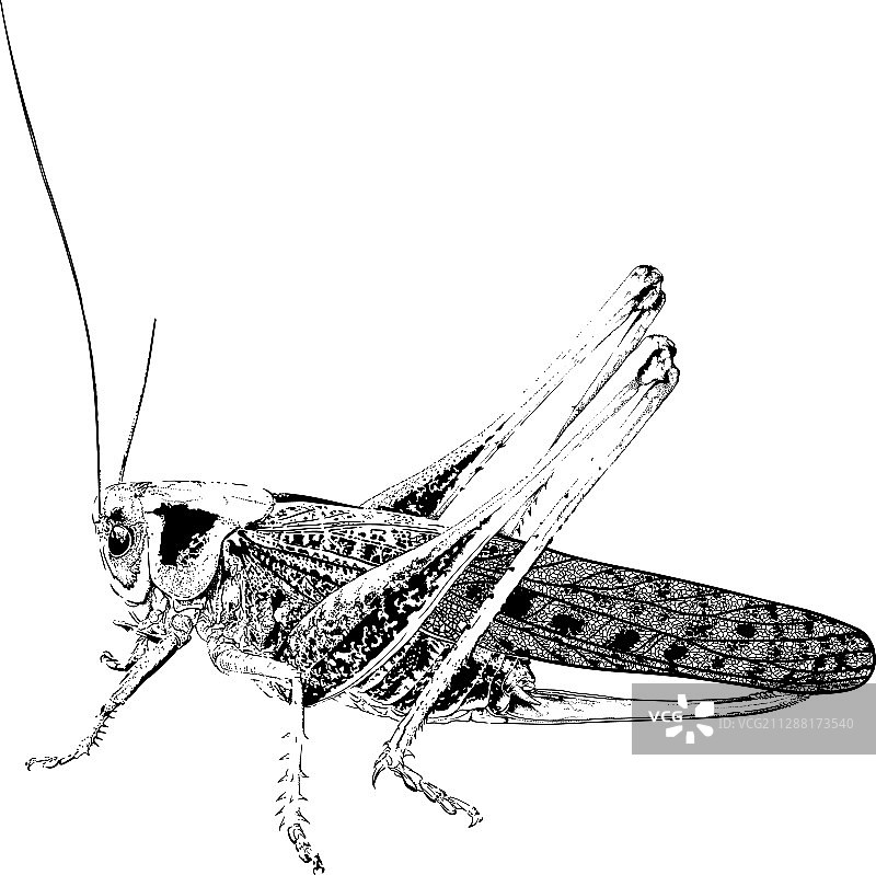 害虫蝗虫图片素材