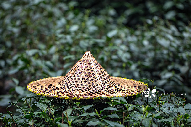 杭州西湖龙井茶园图片素材