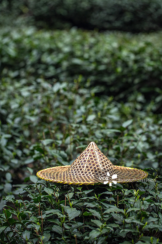 杭州西湖龙井茶园图片素材