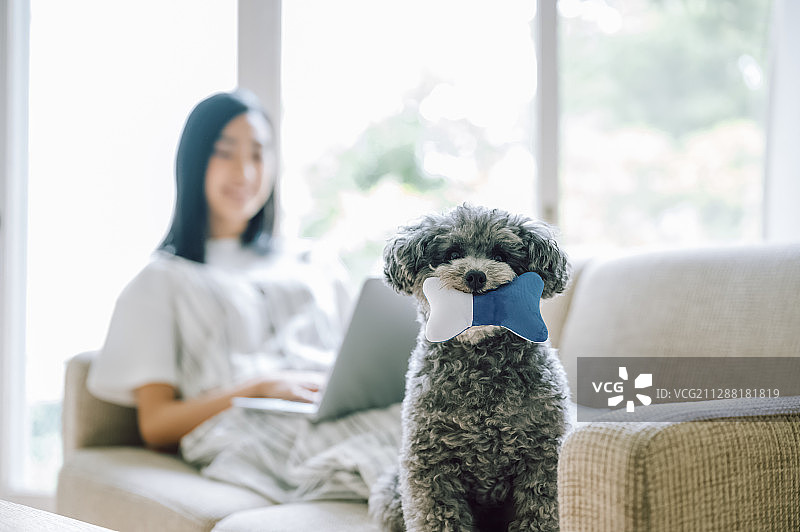 与狗相伴的生活，职场女性图片素材