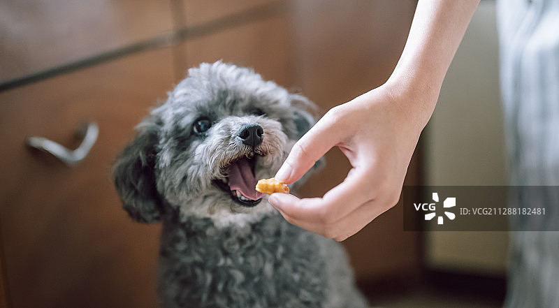 小狗的生活方式图片素材