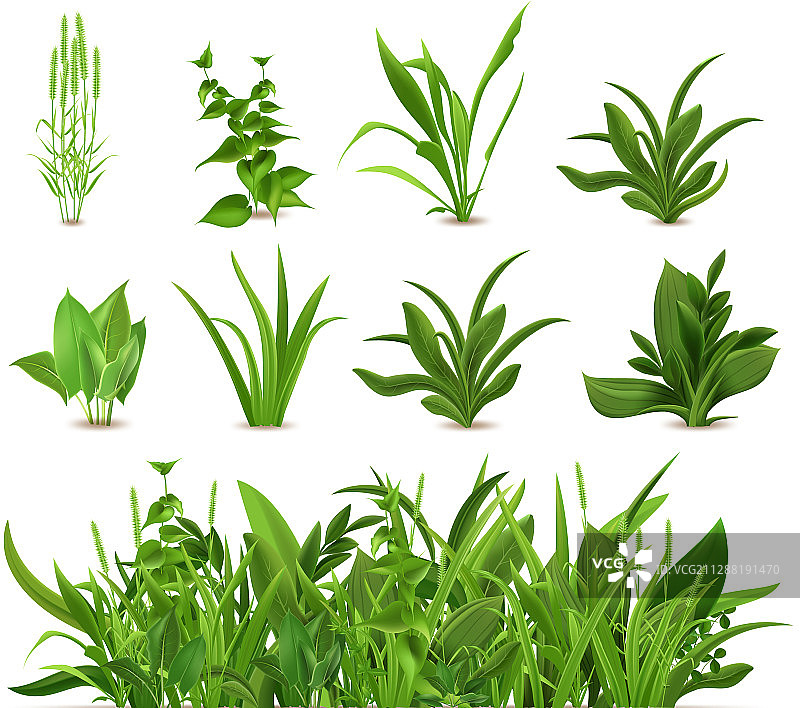 绿色逼真春天花园植物图片素材