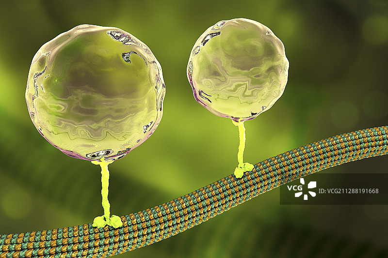 细胞内运输插图图片素材