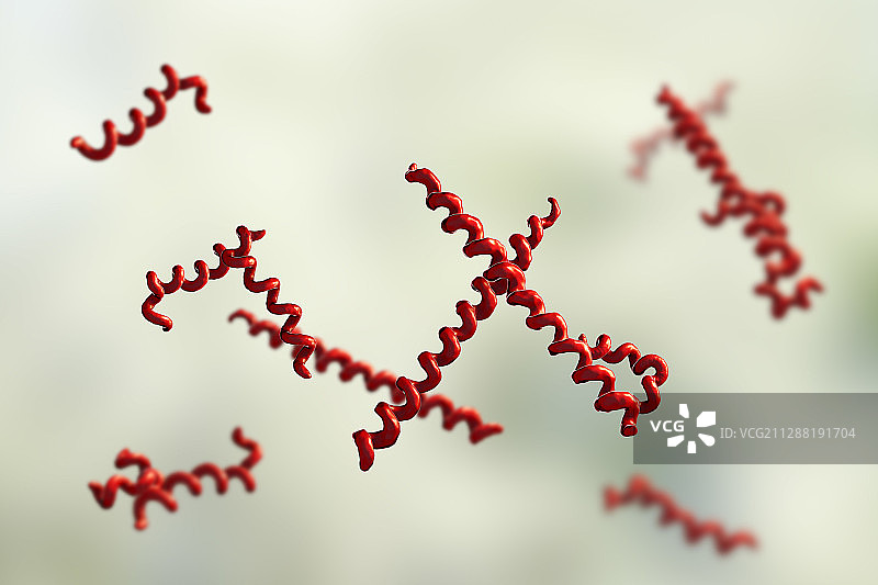 牙密螺旋体细菌，图示图片素材