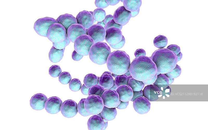 消化链球菌细菌插图图片素材