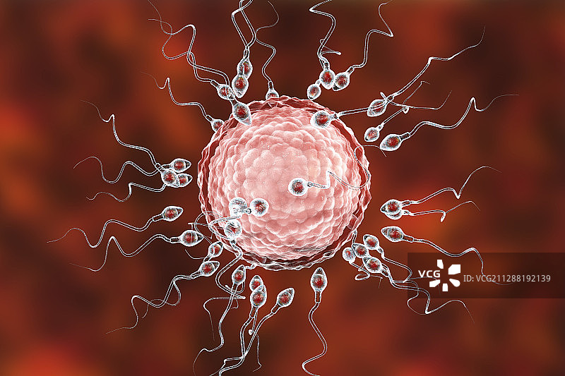 卵子受精示意图图片素材