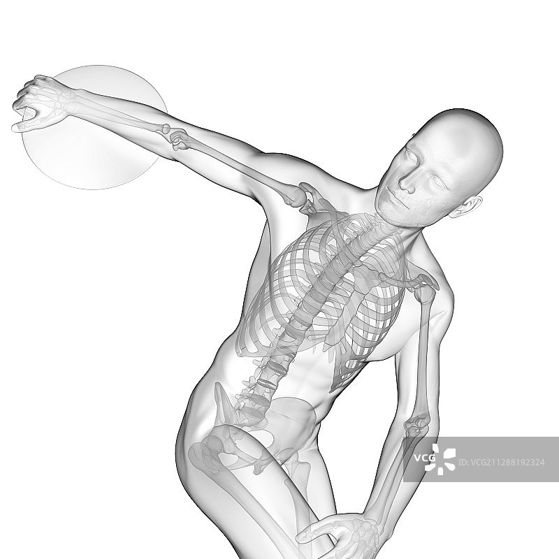 铁饼运动员骨骼系统插图图片素材