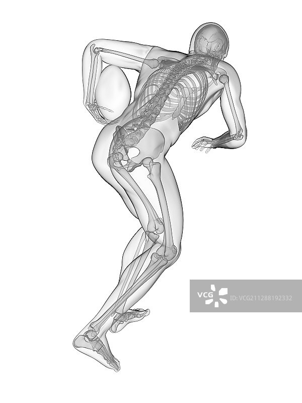 橄榄球运动员骨骼系统图图片素材