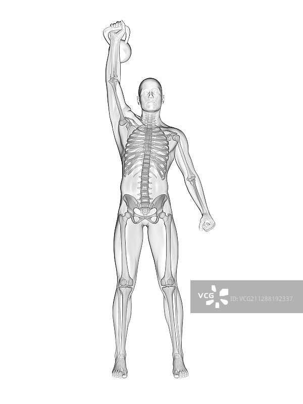 举重壶铃的人体骨骼系统插图图片素材