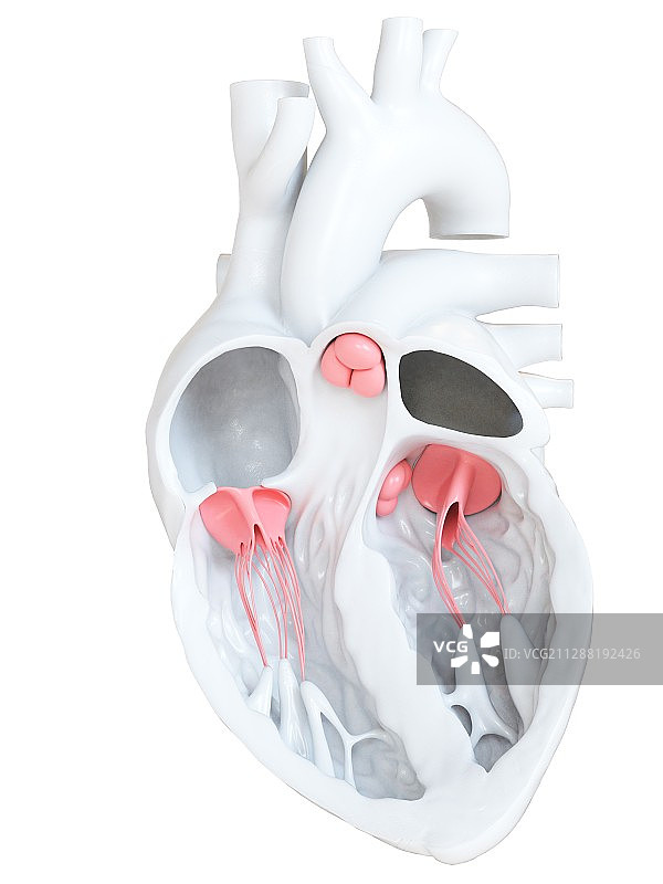 人心脏瓣膜横截面图图片素材