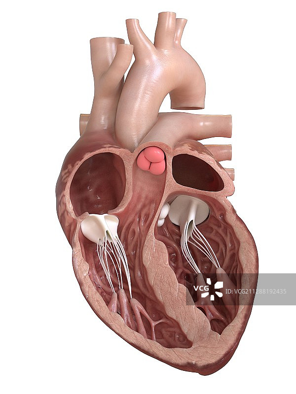 人心脏瓣膜横截面图图片素材