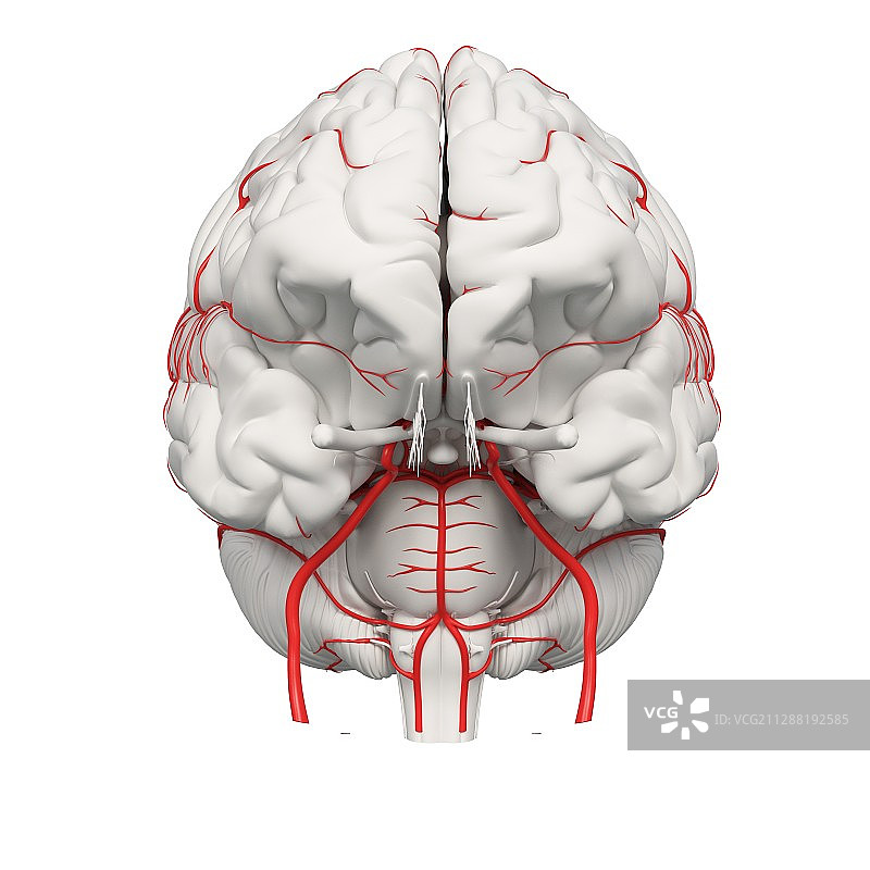 人脑动脉插图图片素材