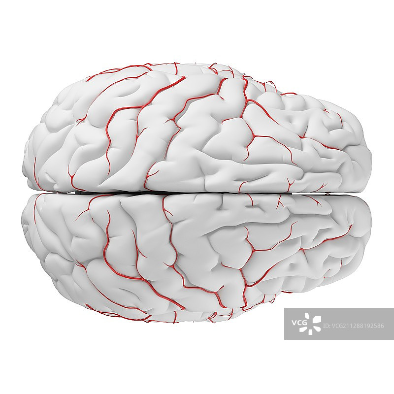 人脑动脉插图图片素材