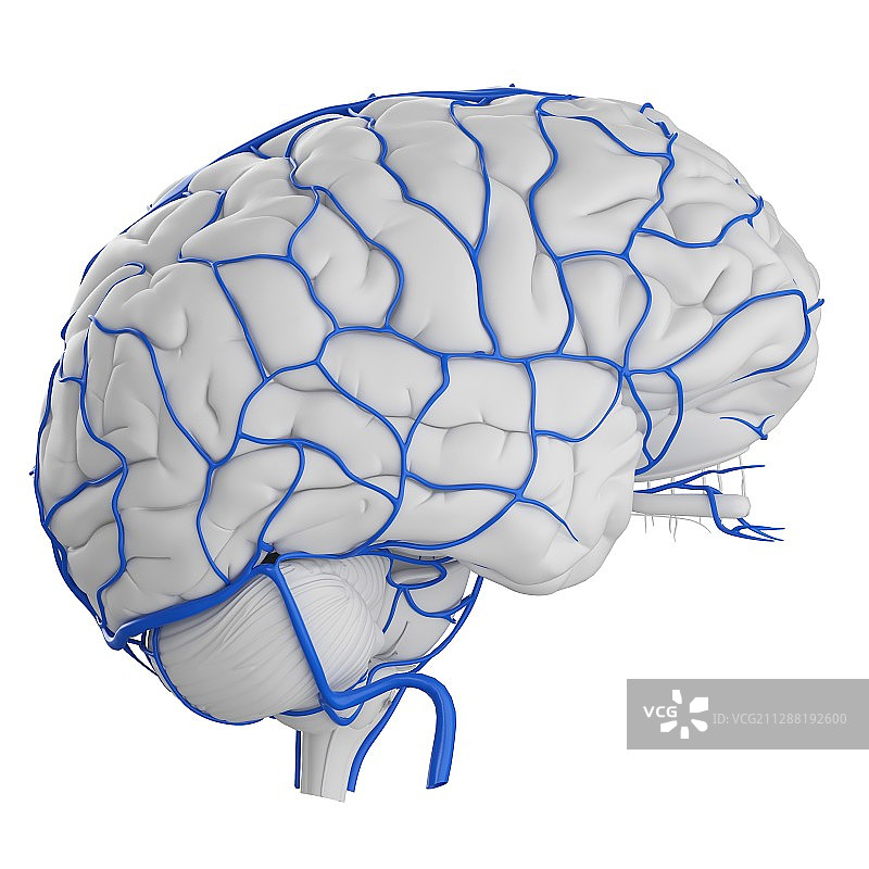 人脑静脉插图图片素材