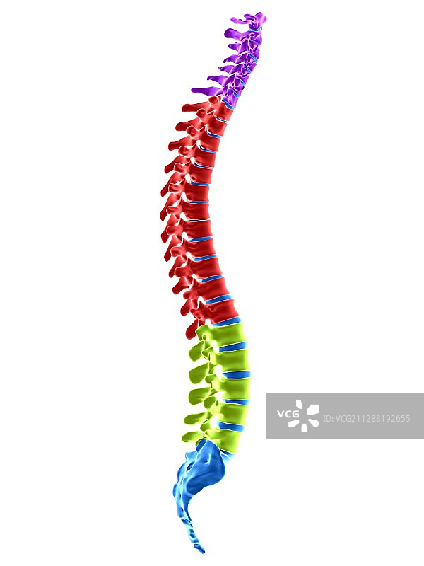 人类脊柱切片图图片素材