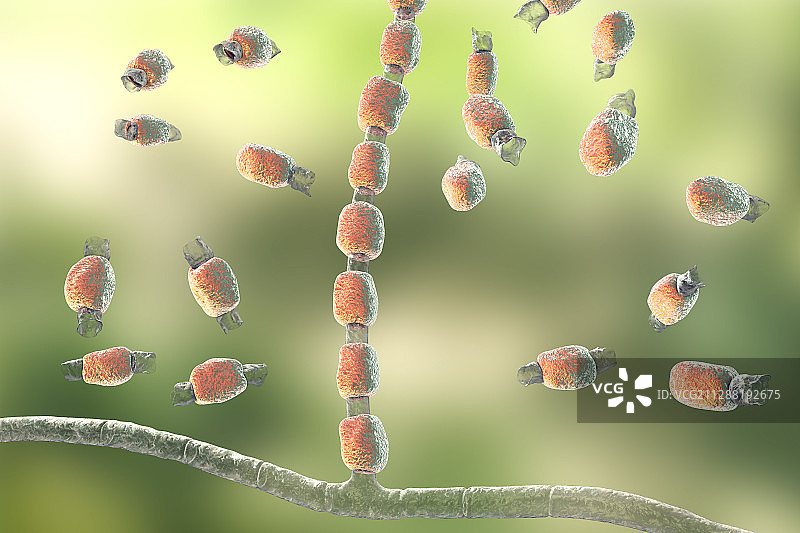 球孢子菌真菌插图图片素材