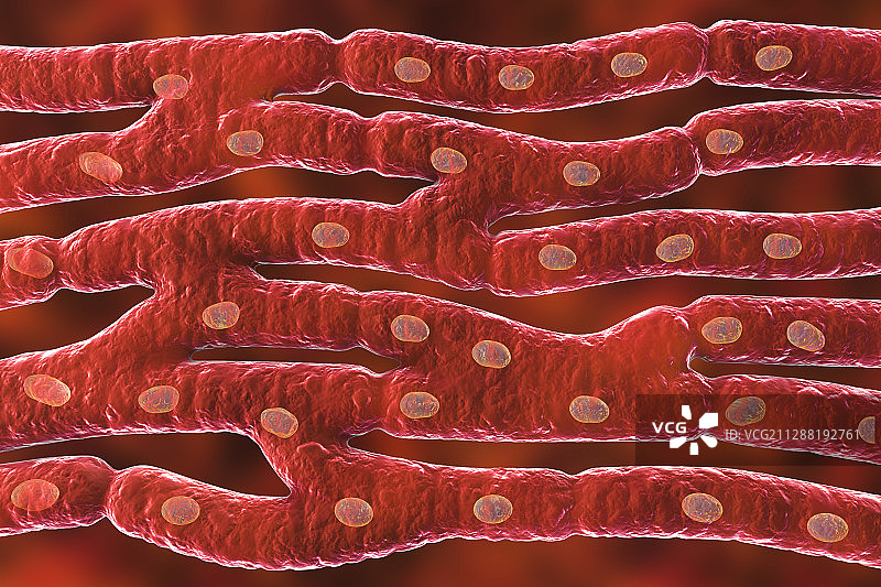 心脏肌肉结构图图片素材
