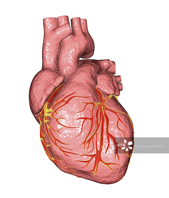 人类心脏解剖图图片素材