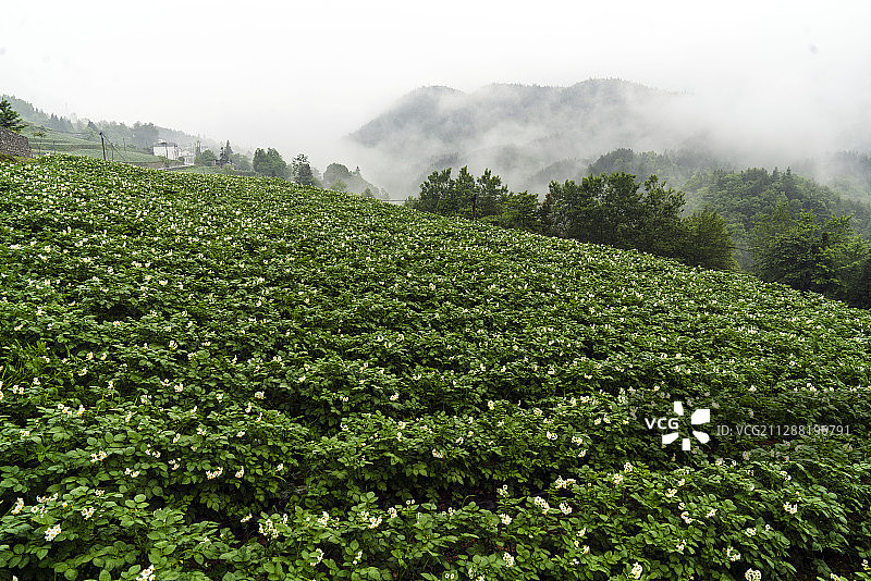 湖北恩施：土豆花开田园入画，美食满桌图片素材