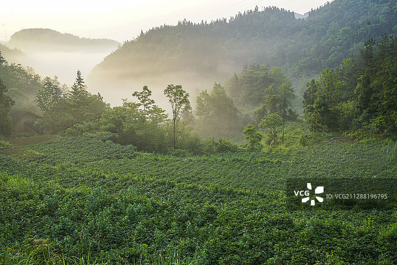 湖北恩施：土豆花开田园入画，美食满桌图片素材