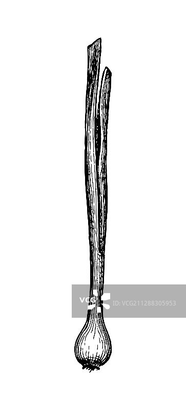 葱墨水素描图片素材