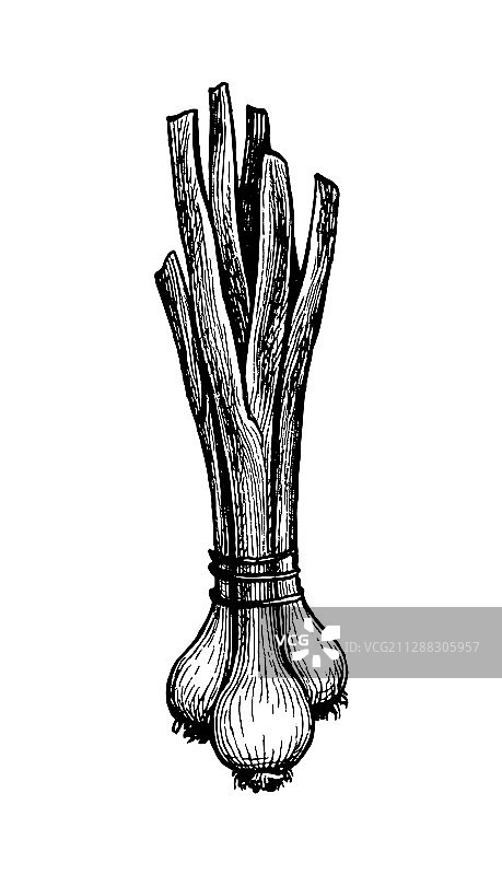 葱墨水素描图片素材
